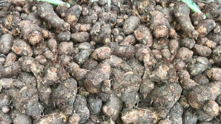 Taro root benefits