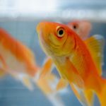 Ornamental Fish  : కరీంనగర్‌లో రంగురంగుల చేపల పెంపకం