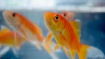karimnagar ornamental fish farming