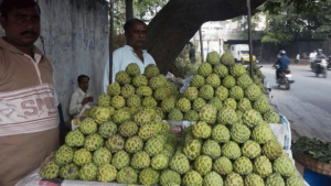 సీతాఫలం దిగుబడి