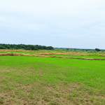 Khammam Drought: ఖమ్మంలో కరువు ఛాయలు.. 17 మండలాల్లో వర్షాభావం, పడిపోతున్న భూగర్భ జలాలు!